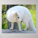 Search for sly art Animal