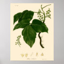 Search for poisonous plants posters Illustration