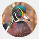 Search for duck male stickers Waterfowl