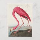Search for bird print postcards John james audubon