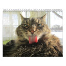 Search for maine coon cat calendars Kitty