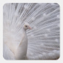 Search for white peacock stickers Feather