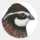 Search for quails stickers Bobwhite