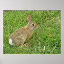 Search for sweet bunny posters Hare