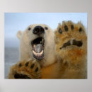 Recherche de banquise art Ours