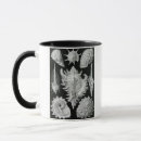 Search for ernst mugs Haeckel