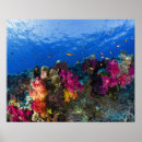 Search for coral reef art Animals