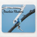 Search for bluebirds electronics Nature