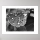 Recherche de plantations posters Maison