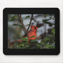 Search for cardinal mousepads Birds