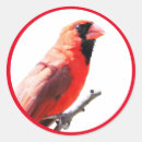 Search for cute cardinal stickers Red