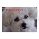 Search for bichons Animals