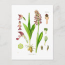 Recherche de orchidée sauvage cartes postales Botanique