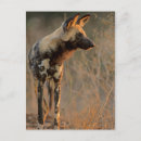 Recherche de animal africain cartes postales Carnivore