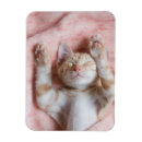 Recherche de de chaton magnets Chat domestique