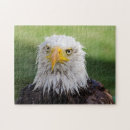 Recherche de aigle puzzles Rapace