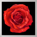 Search for red roses posters Flowers