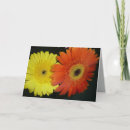 Search for orange daisies cards Flowers