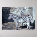 Search for zebra photo posters Zebras
