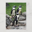 Search for african penguin postcards Wildlife