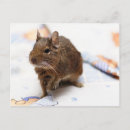 Recherche de degré cartes postales Animal