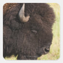 Search for bison animal stickers Nature