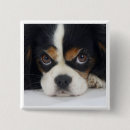 Recherche de cavalier badges Chien
