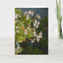 Search for jade cards Flower