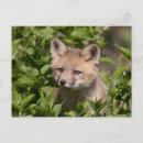Search for fox postcards Canada
