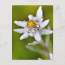 Recherche de edelweiss cartes postales Montagne