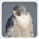 Search for falcon stickers Raptor