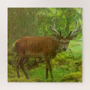 Search for red deer puzzles Wildlife