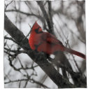 Search for cardinal bird shower curtains Wildlife