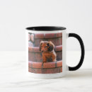 Search for miniature dachshund mugs Vacations