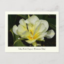 Recherche de tulipe jaune cartes postales Printemps