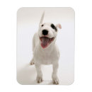 Search for bull head magnets Animal