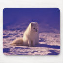 Recherche de arctique tapis souris Faune