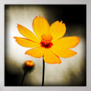 Recherche de cosmo posters Photographie