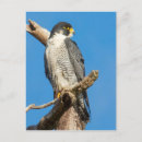 Search for talons postcards Wildlife