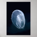 Search for translucent posters Animal