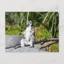Recherche de lemur cartes postales Singe