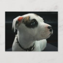 Recherche de bully posters Chien