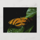 Recherche de dryade cartes postales Papillon