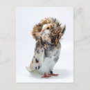 Search for jacobin postcards Bird