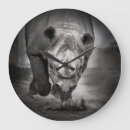 Recherche de rhinocéros horloges Afrique