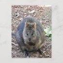 Recherche de quokka cartes postales Animaux australiens