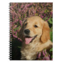 Recherche de halètement Golden retriever