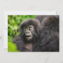 Search for gorilla thank you cards Primate