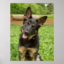 Search for german shepherd photo posters Cute