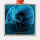 Search for lung ornaments Vertical